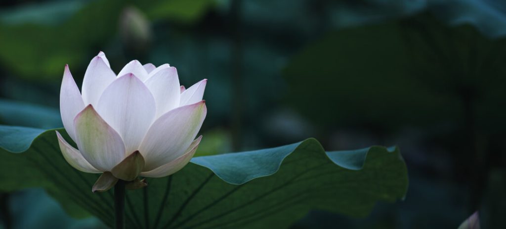 Lotus Flower-Peaceful and majestic